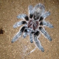 G.Porteri?