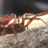 Steatoda bipunctata - new macro lens :)