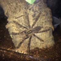 (Not So) Suspect Female P. ornata