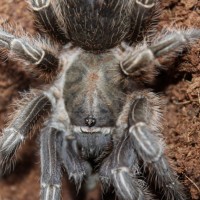 Aphonopelma seemani