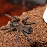 Aphonopelma eutylenum