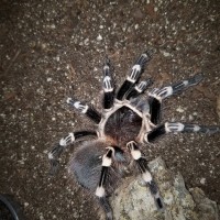 A. geniculata