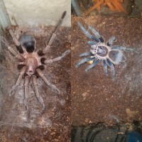 Phormictopus so green