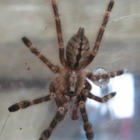 Poecilotheria subfusca sling