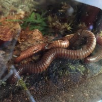 Golden Millipedes