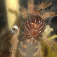 Chromatopelma cyaneopubescens