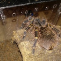 Is this G. Pulchripes in premolt