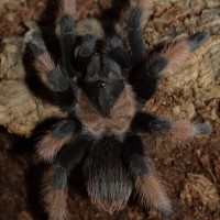 Brachypelma emilia