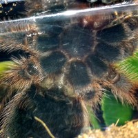 Grammostola rosea