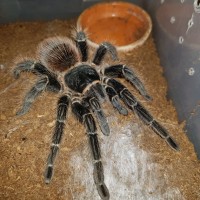 Lasiodora species part two.