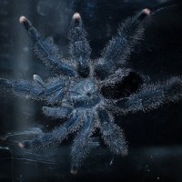 Avicularia metallica Sub-Adult Male