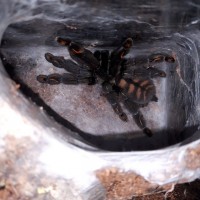 P.irminia