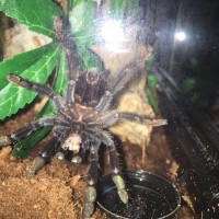 3 inch P. Irminia MorF Angle 1