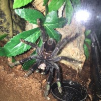 3 inch P. Irminia MorF Angle 2