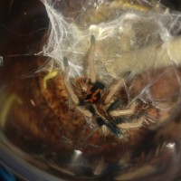 Chromatopelma Cyaneopubescens better pic fresh molt