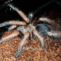 Brachypelma baumgarteni