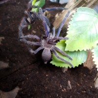 Chilobrachys sp. Blue freshly molted