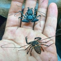 Damon variegatus with molt