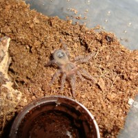 Euathlus sp. red sling freshly molted.