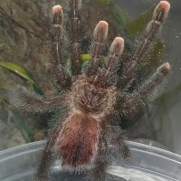 A. avicularia #5