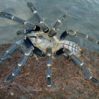 Grail Haplopelma