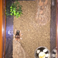 Brachypelma Boehmei - Mexican Fireleg