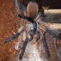 M.balfouri