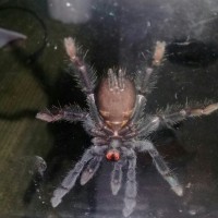 P. Irminia Sexing HELP