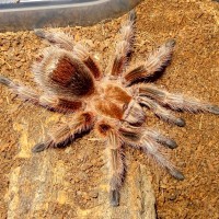 Grammostola rosea RCF