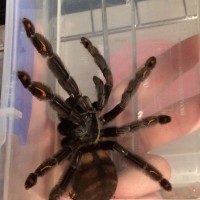 P. irminia adult female