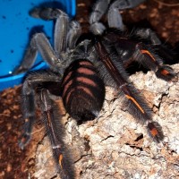 P.irminia