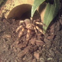 Brachypelma Smithi