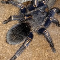 Thrixopelma lagunas