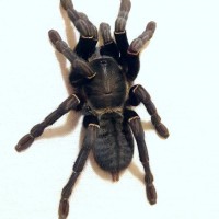 Black spider, white background