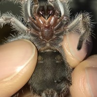 1.5 inch G. porteri