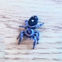 Phidippus regius