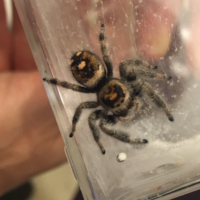 Phidippus regius