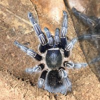 Aphonopelma seemani Adult female