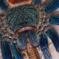 Chromatopelma cyaneopubescens