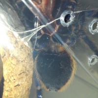 C cyaneopubescens GBB