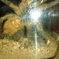 3-3.5" OBT