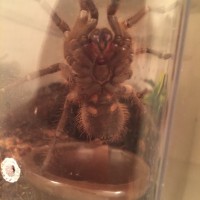 Juvie T. stirmi