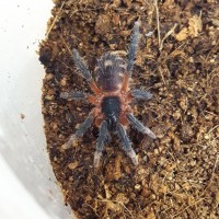 theraphosinae Sp Panama sling