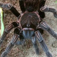 Sericopelma generalum, AF