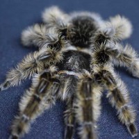 Brachypelma Albopilosum Nicaragua AF