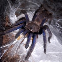 Chilobrachys sp. Dyscolus blue