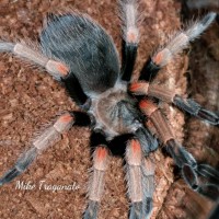 Brachypelma baumgarteni