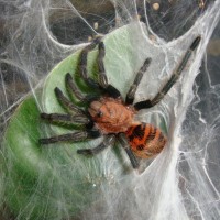 GBB Freshly Molted