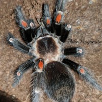 Brachypelma auratum