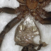 Brachypelma vagans Male or Female